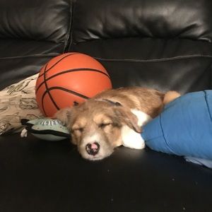 Meet your Posher, Leo